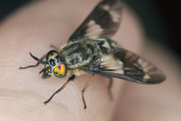 Twin-lobed deerfly (Chrysops relictus) sucking blood from human