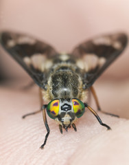 Twin-lobed deerfly (Chrysops relictus) sucking blood from human