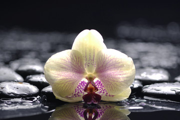 still life with pebbles and gorgeous orchid