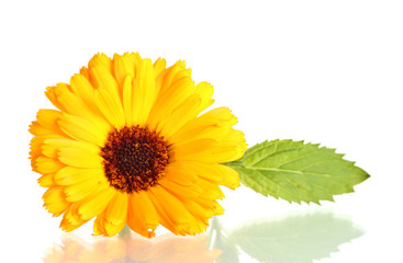 beautiful calendula flower, isolated on white