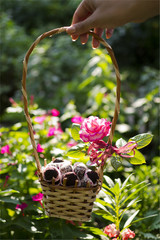 Fototapety na wymiar - Fototapeta24.pl