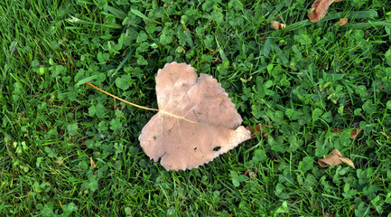 hoja caduca sobre la hierba
