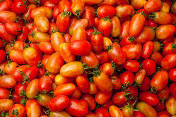 Fresh Tomatoes