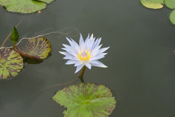 Blue beautyful water lilly in water