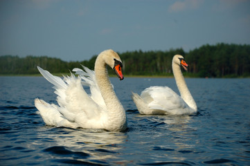 Swan pair