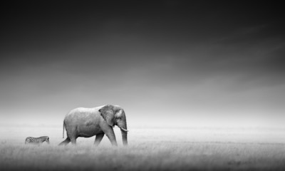 Elephant with zebra (Artistic processing) - obrazy, fototapety, plakaty