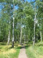 Printed roller blinds Birch grove Path in a birch grove. Summer landscape.