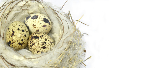 Obraz premium bird nest with eggs and copyspace