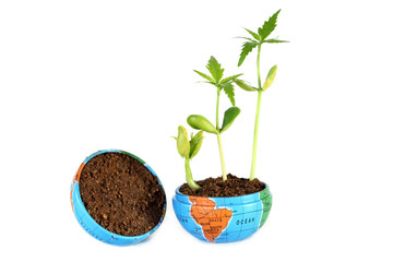 Plant growth in a globe