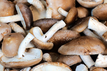 Full frame mushrooms