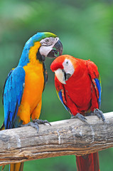 colorful parrot