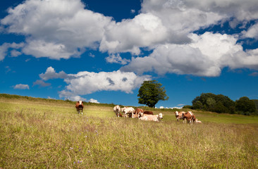 few alpine cows on summer meadow