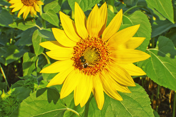 Sunflower