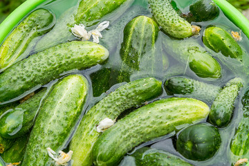 Cucumbers in water