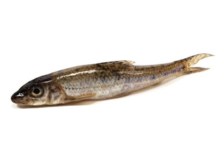 gudgeon (gobio gobio)