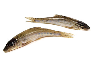 gudgeon (gobio gobio)