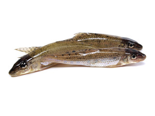 gudgeon (gobio gobio)