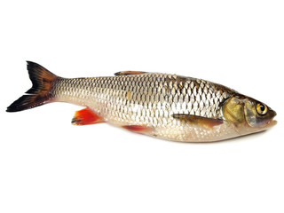 chub (leuciscus cephalus)