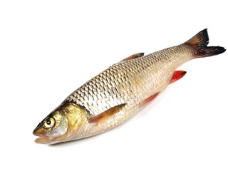 chub (leuciscus cephalus)