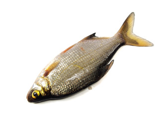bream (abramis brama)
