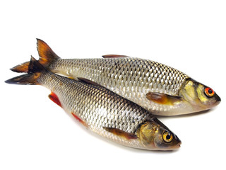 chub (leuciscus cephalus) and roach (Rutilus rutilus)