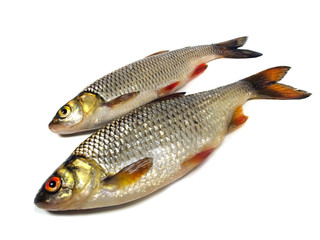 Obraz premium chub (leuciscus cephalus) and roach (Rutilus rutilus)