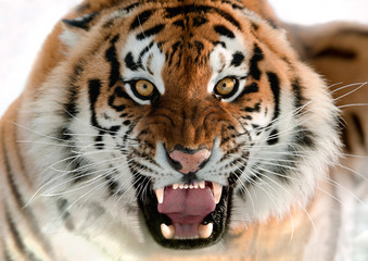 Knurrender Sibirischer Tiger