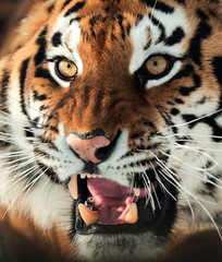 Fototapeta premium Siberian Tiger Growling