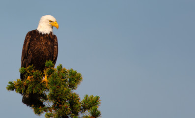 Bald Eagle wildlife Kanada