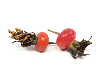 dogrose berry