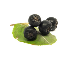 black chokeberry
