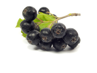black chokeberry