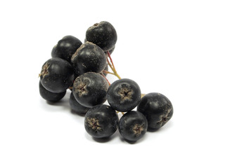 black chokeberry
