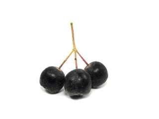 black chokeberry