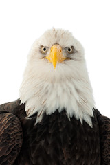 Close up Portrait of a Bald Eagle