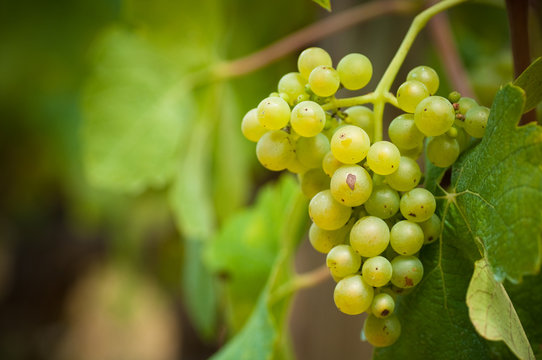 detail of grapevine cluster, grappe de raisins blanc