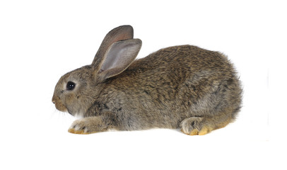 grey  rabbit