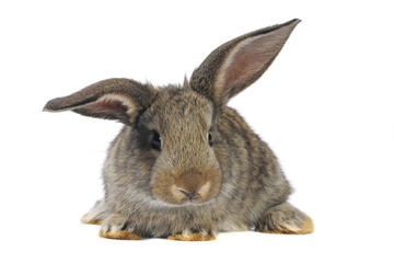 grey  rabbit