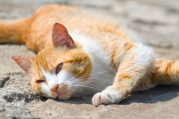 Fototapeta na wymiar Ginger cat