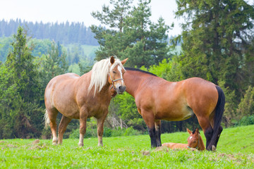 Naklejka na ściany i meble horses on pasture