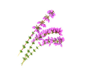 Purple Heather