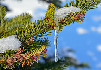 Icicle on Conifer
