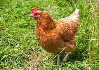 organic chicken