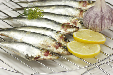 sardines