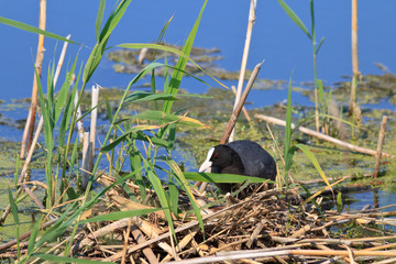 Eurasian coot (Fulica atra)