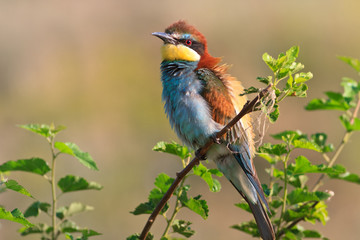 european bee eater (Merops Apiaster)