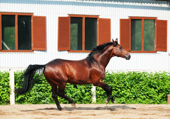 galloping bay sportive breed  horse in open manege