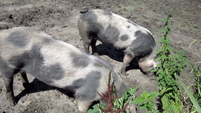 pigs in the mud
