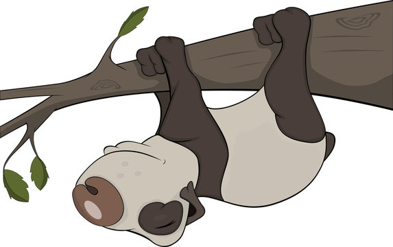 The bear panda sleeps on a tree. Cartoon