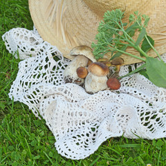 mushrooms setting on grass